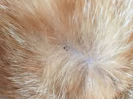 Für nicht waschbare oberflächen kannst du deinen staubsauger oder einen dampfreiniger verwenden. Flohkot Erkennen Bei Hund Und Katze