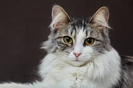 Image result for Feline Miliary Dermatitis