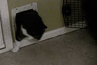 Scratching post suspension has to be placed on any door or wall and can be used anywhere. Best Pets Gifs Primo Gif Latest Animated Gifs