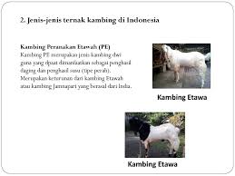 Akan tetapi apabila mengungkapkan perkataan buah mangga. Pembibitan Ternak Kambing Ppt Download