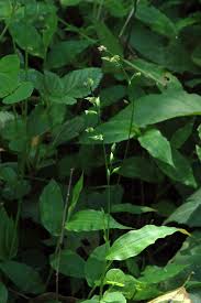 Image result for Pseudechinolaena polystachya