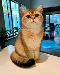 Kucing british shorthair seperti namanya kucing ini memang berasal dari inggris raya, kucing ini memang telah memikat banyak orang di inggris dan eropa. 7 Potret Imut British Shorthair Kucing Mahal Yang Mirip Boneka