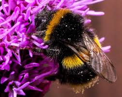 Der öib wird zu diesem anlass, gleich wie in den letzten. Weltbienentag Am 20 Mai