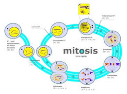 It is represented by dna duplication followed by nuclear division (karyokinesis) which in turn is followed by cytokinesis. Mitotic Cell Division Mitosis Or Indirect Cell Division Stages Features Science Online