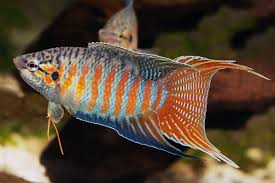 8 Amazing Facts About Dwarf Gourami - Day Pets
