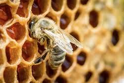 Le miel est l'un des plus anciens moyens de sucrer les aliments. Comment Les Abeilles Fabriquent Elles Du Miel Thot Cursus