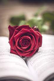 Weitere ideen zu hintergrundbilder, hintergrund iphone, tumblr hintergründe. Rosen Online Bestellen Schnittblumenversand Love Rose Flower Red Roses Red Roses Wallpaper