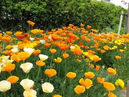 Le bruit … il fait me donne sur les nerfs. Ces Plantes Qui Viennent D Amerique