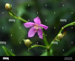 Image result for Talinum fruticosum