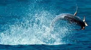 This opens in a new window. Video Catch The Exact Moment When Giant Fish Jumps Out Of The Sea To Feast Upon A Bird Trending News The Indian Express