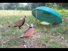 awesome quick bird trap in cambodia