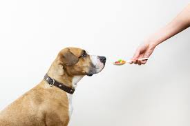 Then my puppy let out a bellowing burp, and the vet actually between routine care and those little surprises, your pet's medical bills can get expensive. Tricks That Work For Giving Pills To Dogs Or Cats Oakland Veterinary Referral Services