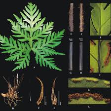 Image result for Doryopteris concolor