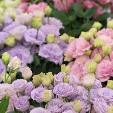 Image result for eustoma lisianthus in garden