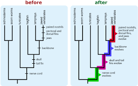 Tips And Tricks Of Teaching Phylogenetic Trees Berkeley Phylogenetic Tree Tree Designs Teaching