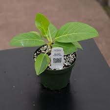 Image result for Ficus altissima