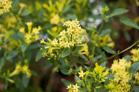 Image result for Cestrum parqui