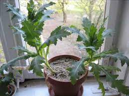 Most poppies will send up several rounds of flowers even some of the most popular annual poppies to grow from seed are breadseed or opium poppies (papaver somniferum), corn poppy or (papaver. Indoor Poppy Gardening Youtube