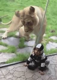 19 Gifs Of Animals Knocking Out Kids Because We All Need This Right Now From Gifguide Funny Gif Funny Animals Funny Pictures