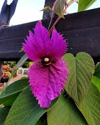 Image result for Dalechampia capensis