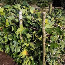 Benjeshecke Anlegen Und Grunschnitt Kompostieren Ndr De Ratgeber Garten