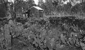 Prickly pears (genus opuntia) include a number of plant species that were introduced and have become invasive in australia. The Tangled Mess That Choked Australia Australian Geographic