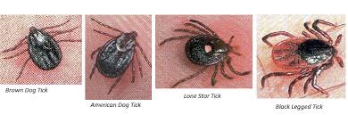 Recent advances in pest control technology has provided safer, more effective pest and termite control products now available in utah. Flea And Tick Control Clegg S Termite And Pest Control
