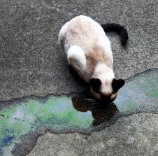 See more of stop antifreeze poisoning in cats on facebook. Antifreeze Toxicity In Dogs And Cats Beware Of The Green Slime Wag Whole Animal Gym
