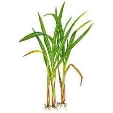 cymbopogon citratus lemon grass poaceae rhizomateous perennial grass from lemon grass grow lemongrass perennial grasses