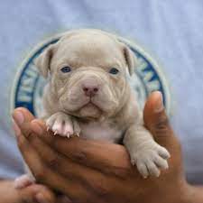 Red Nose Pitbull Puppies For Sale Baby Pitbulls For Sale Pitbull Puppies For Sale Pitbull Puppies Red Nose Pitbull Puppies