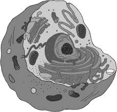 Plants store materials in plastids as well as vacuoles. Http Media Openschool Bc Ca Osbcmedia Bi12 Etext All About Cells Pdf
