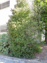 Image result for Pittosporum tenuifolium