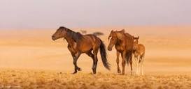 On the brink: Namibia's wild desert horses - Africa Geographic