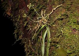 Image result for Angraecopsis parviflora