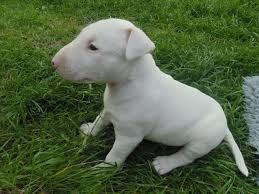 Maybe you would like to learn more about one of these? English Bull Terrier Puppies For Sale Knighton Powys Pets4homes