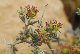 Image result for Trianthema salsoloides