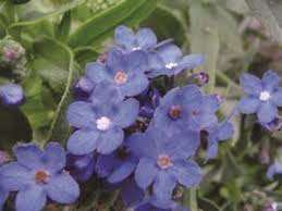 Image result for Anchusa capensis