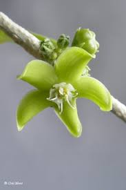 Image result for Cibirhiza