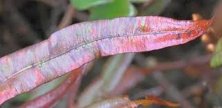 Image result for Oleandra distenta