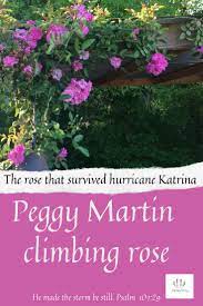 Peggy Martin Climbing Rose Climbing Roses Trees To Plant Container Flowers