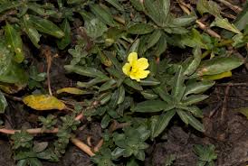 Image result for Ludwigia adscendens