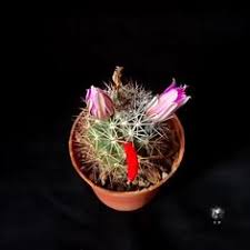 9 Mammillaria Ideas Cactus Plants Cactus Flowers San pablo toliman, querétaro, mexico. pinterest