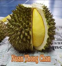 Durian duri hitam @ d200. Nuang Thong Chang Durian Duri Hitam Pokok Hybrid Atok Facebook