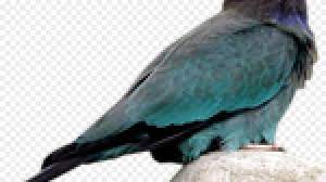 Pilih dari sumber gambar hd gambar burung png dan unduh dalam bentuk png. Gambar Burung Cililinformat Png Gambar Burung Png Vektor Psd Dan Untuk Muat Turun Percuma Pngtree