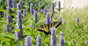 Image result for Hyparrhenia gossweileri