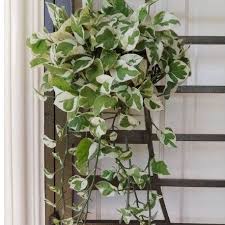 Lunaria silver dollar is technically a biennial. Money Plant Green White Shopee Malaysia