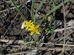 Image result for Hypoxis angustifolia