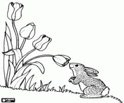 Ausmalbilder Ein Kaninchen Mit Einer Tulpe Zum Ausdrucken
