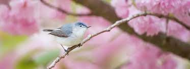 We did not find results for: Sos Les Oiseaux En Voie De Disparition Le Fonds Saint Bernard