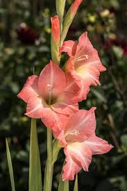 Gladiolus Flowers Gladiolus Flower Gladiolus Flower Tattoos Birth Flowers